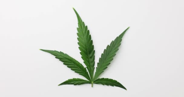 Hojas Verdes Cannabis Sobre Fondo Blanco Cultivo Marihuana Medicinal — Vídeos de Stock