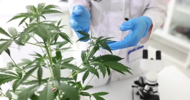 医学の実験のためのThc Cbd 大麻医療大麻は実験室の屋内で成長する — ストック動画
