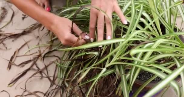 Les Mains Retirent Les Pointes Desséchées Des Feuilles Fleur Chlorophytum — Video