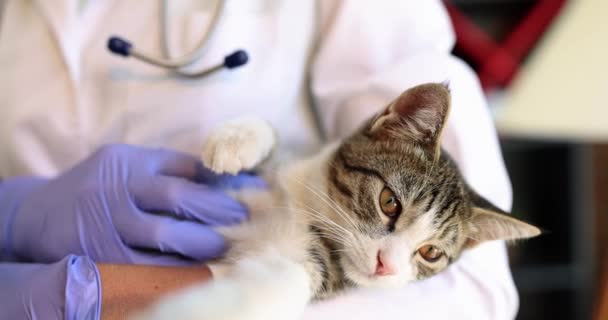 獣医師は獣医クリニックで猫を腕に抱えています 医療保険及び動物検査 — ストック動画