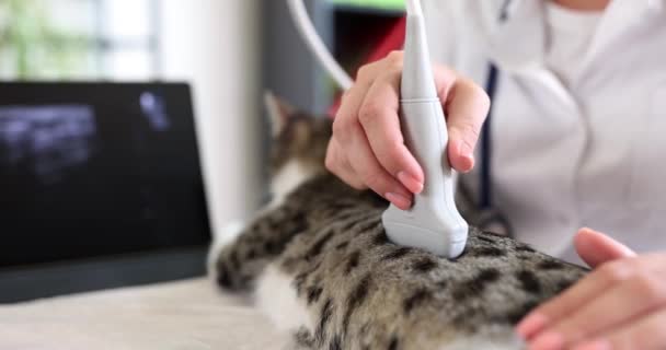 아테나 리안은 초음파 고양이를 했습니다 동물의 기관에 의학적 — 비디오