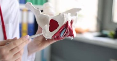 The doctor holds a medical anatomical model of the human female pelvis, close-up. Anatomy course, detailed study of the pelvic organs