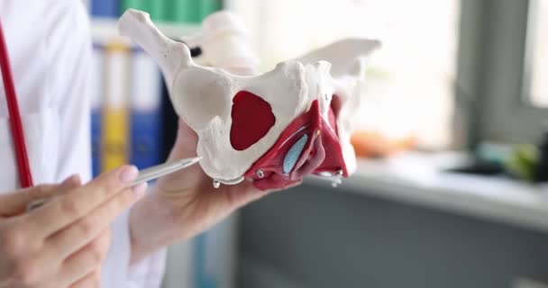 Doctor Holds Medical Anatomical Model Human Female Pelvis Close Anatomy — Video Stock