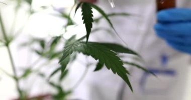Yeşil marihuana yapraklarının üzerine CBD kenevir yağı damlatılmış cam damlası. Bilimadamı ve tıbbi esrar konsepti tarafından tıbbi eczane araştırması