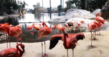 Zarif duruş ve pembe flamingo kuşlarının parlak tüyleri. Sığ sularda duran bir grup pembe flamingo.