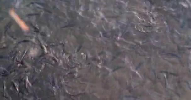 Lot Hungry Fish Troubled Waters Eat Bread Close Fish Farm — ストック動画
