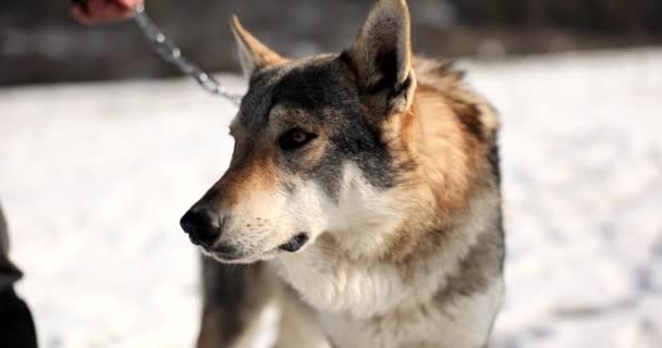 ふわふわしたオオカミかチェーンリーシュの犬 美しいオオカミの謎 — ストック動画