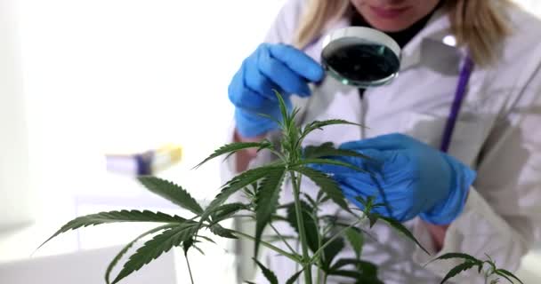 Forskaren Håller Förstoringsglas Handen Förstorar Gröna Blad Marijuana Buske Cannabisforskning — Stockvideo