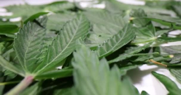 Πολλά Φύλλα Πράσινης Μαριχουάνας Αφήνουν Ένα Κοντινό Φόντο Ιατρική Κάνναβη — Αρχείο Βίντεο