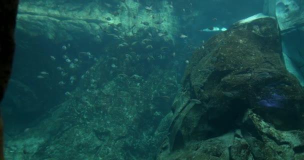 Tropikal Balık Sürüsü Mercan Resifleri Üzerinde Deniz Veya Akvaryum Taşlarıyla — Stok video
