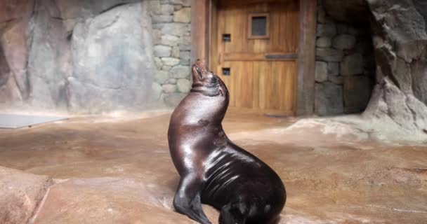 Seelöwe Dreht Sich Zoo Auf Felsen Stark Zur Seite Ohrenrobbe — Stockvideo