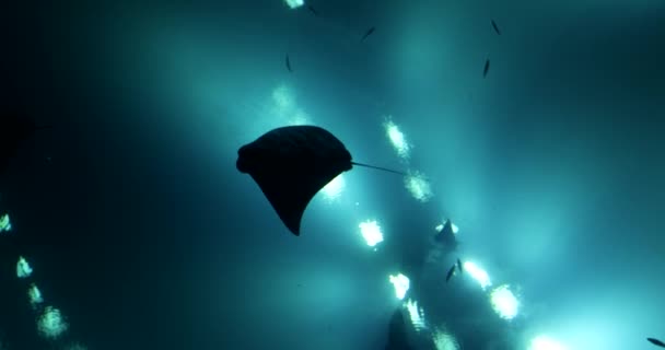 Stingray Sinisessä Vedessä Kalojen Kanssa Akvaariossa Kaunis Meri Stingray Pohja — kuvapankkivideo