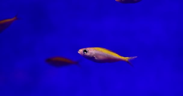 Złota Rybka Płetwami Pływa Akwarium Niebieskim Tle Ryby Pływają Słupie — Wideo stockowe
