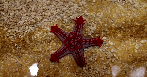 Κοντινό Πλάνο Κόκκινων Αστεριών Ηλιόλουστο Καιρό Στην Ακτή Όμορφος Αστερίας — Αρχείο Βίντεο