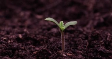 Small green sprout growing in pot closeup 8k hyperlapse timelapse. Environmental protection concept