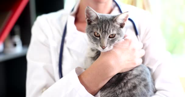 Doctor Veterinarian Holding Gray Kitten His Arms Closeup Movie Slow — Vídeos de Stock