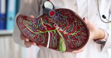 Doktor elinde insan karaciğerinin bir kopyasını tutuyor. Karaciğer hastalığı teşhisi