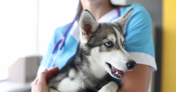 獣医師は彼の腕の中に小さなあくびのハスキーを持っています ペット健康診断の概念 — ストック動画