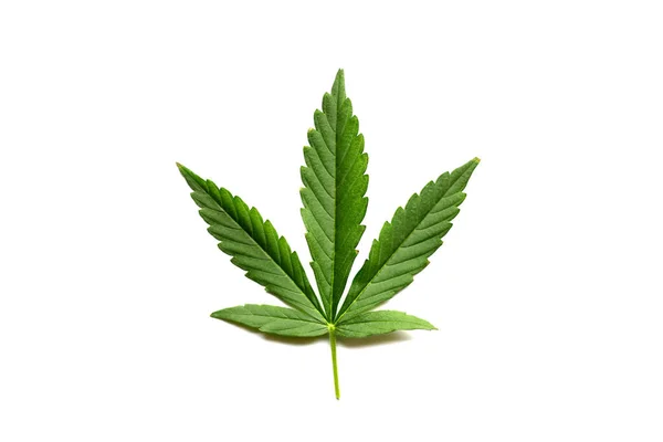 Hojas Cannabis Verde Aisladas Sobre Fondo Blanco Cultivo Marihuana Medicinal — Foto de Stock