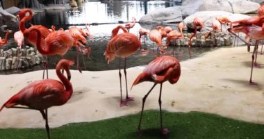 Göl kenarındaki parkta bir grup flamingo ve pembe flamingo. Phoenicopterus gülü ve flamingo ailesi