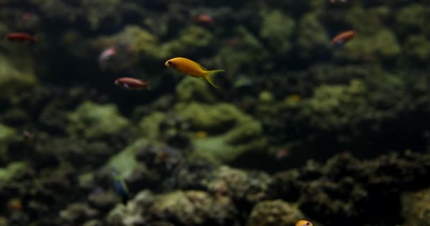 Vista Subaquática Peixes Tropicais Corais Peixinho Bonito Mar Aquário — Vídeo de Stock