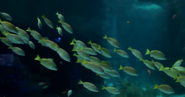 Balık Okulu Sarı Kuyruklu Balığı Denizde Akvaryumda Deniz Altı Faunası — Stok video