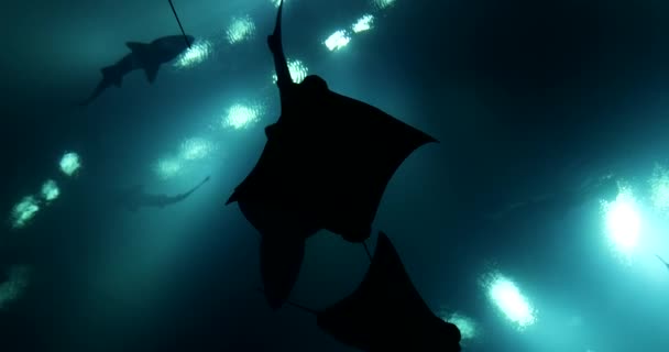 Akvárium Žraloky Rejnoky Dalšími Velkými Rybami Dubai Mall Krásný Podvodní — Stock video