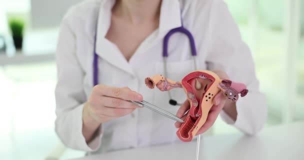 Vrouwelijke Specialist Demonstreert Model Van Kunstmatige Baarmoeder Kliniek Doctor Het — Stockvideo