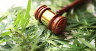 Kahverengi yargıç tokmağı taze yeşil marihuana yapraklarına yerleştirdi. Esrarı tıbbi tesislerde psikoaktif uyuşturucu olarak yasallaştırma kavramı
