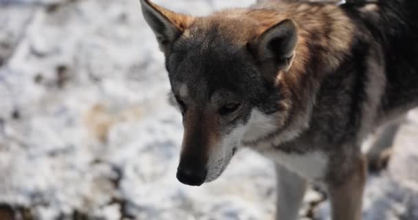 Gentle Tamed Wolf Standing Snowy Ground Cottage Yard Winter Wild — Stock Video