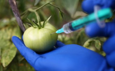 Koruyucu eldiven takan bir bilim adamının yeşil domatese şeffaf kimyasallar enjekte ettiği yakın çekim. Genetik olarak değiştirilmiş gıda avantajları ve dezavantajları kavramı