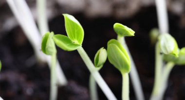 Kara topraktan büyüyen bir grup lahanaya yakın çekim. Çekimler yeni bir hayata başlıyor. İlkbaharda küçük bir tohum. Botanik, ekoloji ve tarım kavramı