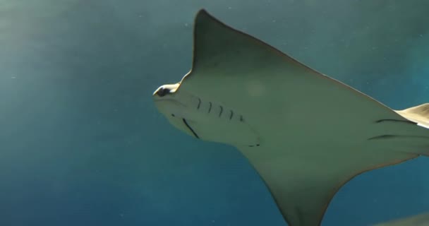 Gray Stingray Moves Sea Making Wave Movements Large Rounded Pectoral — Stock Video