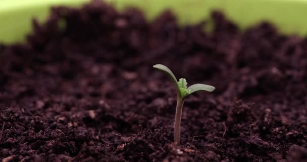 Growing Plants Sprouts Sprouting Newborn Plant Cultivation Plants Timelapse Healthy — Vídeo de Stock