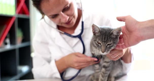 Examination Cat Veterinarian Veterinary Clinic Veterinarian Listening Cat Heartbeat Stethoscope — Vídeo de Stock