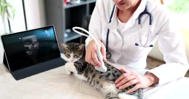 獣医師は猫の超音波検査を行っています 動物の内臓の超音波 — ストック動画