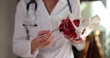 Doctor points to pelvic bones of anatomical model of small pelvis. Inflammatory diseases of pelvic organs
