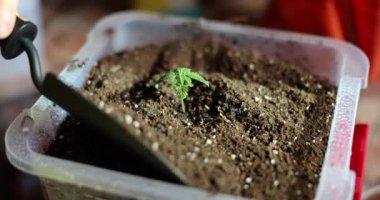 Woman digs up ground around a sprout and home gardening. Concept of healthy organic food and seedlings