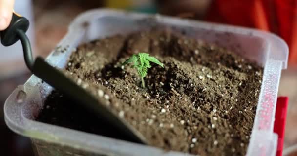 Woman Digs Ground Sprout Home Gardening Concept Healthy Organic Food — Stok video