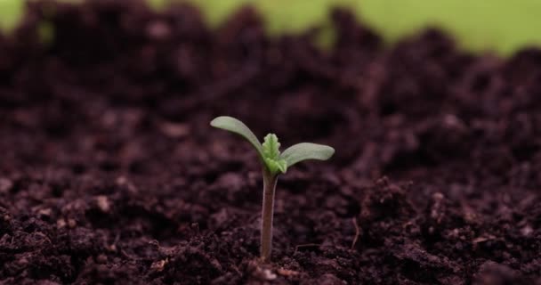 Odlar Marijuana Växter Slow Motion Groddar Groddning Nyfödda Växter Från — Stockvideo