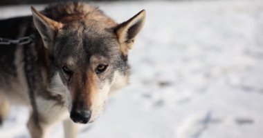 Yalnız orman kurdu ya da köpek kışın karın üzerinde duruyor. Evcil kurt.