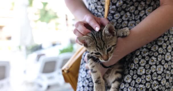 女性の手の小さなストライプ子猫 ホームレス動物のためのヘルプ — ストック動画