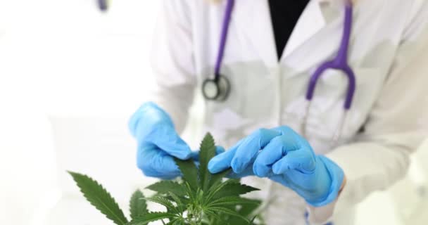Mano Científico Con Guantes Sostiene Una Agradable Planta Cannabis Una — Vídeos de Stock