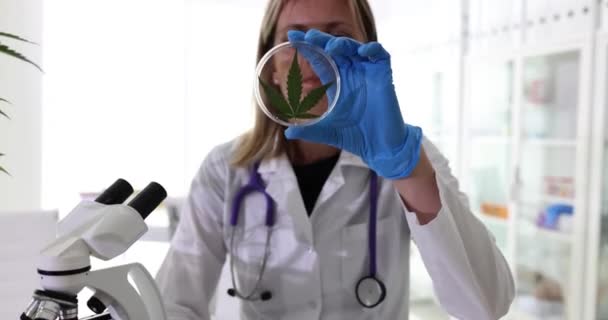 Женщина Ученый Изучает Зеленый Тонкий Лист Конопли Работающий Фармацевтической Лаборатории — стоковое видео