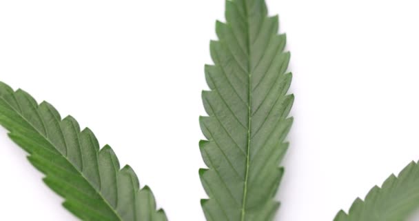 Marihuana Hoja Cannabis Orgánica Fresca Grande Aislada Sobre Fondo Blanco — Vídeos de Stock