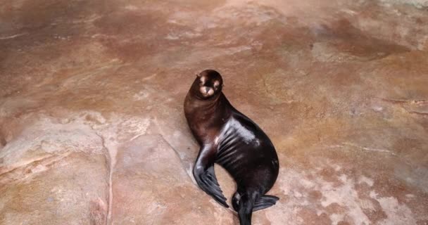 Seal Trova Sulla Spiaggia Sabbia Rocce Caratteristiche Vita Del Sigillo — Video Stock