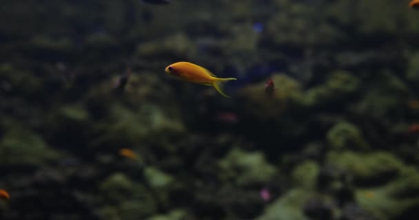 Úžasné Barevné Mořské Korálové Útesy Akvárium Žluté Ryby Zlatá Rybka — Stock video