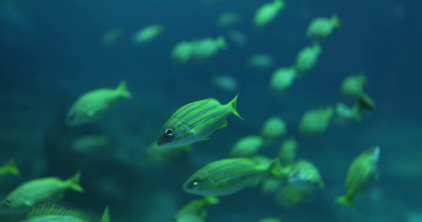 Akvaryumdaki Denizdeki Sarı Balık Sürüsü Deniz Altı Dünyası — Stok video