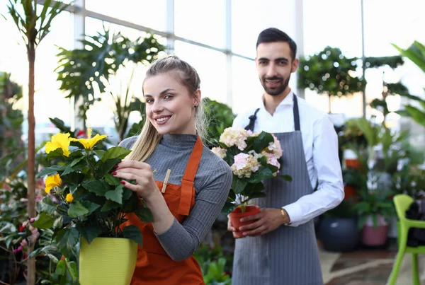 Smiling Florist Holding Blooming Flowers in Pot. Blonde Woman with Yellow Home Plant in Flowerpot. Bearded Man Gardener with White Bloom Hortensia in Hands. Workers in Apron at Botanic Center