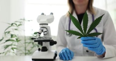 Kadın bilim adamı psikoaktif ilaçlarla deney yapıyor. Lastik eldivenli kadın, laboratuvarda mikroskop altına koymak için marihuana yaprağı tutuyor.
